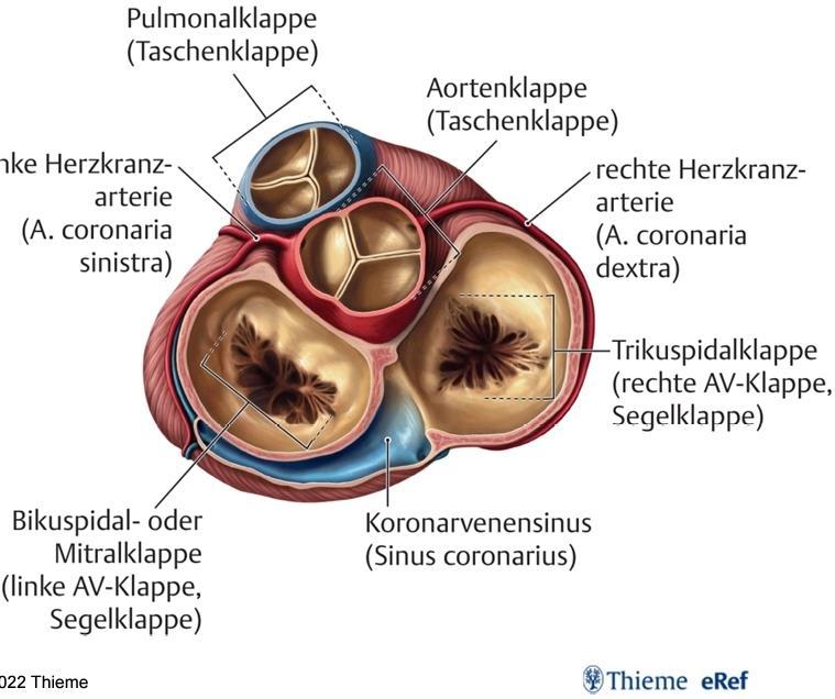 Ventilebene mit den vier Herzklappen Mit Blick von oben Im Bild sind die beiden Taschenklappen (Aorten- und Pulmonalklappe) geschlossen jeweils 3 Taschen erkennbar Die beiden Segelklappen sind