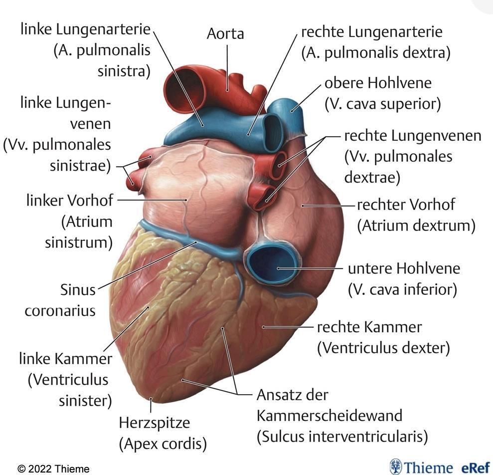 Form und Aufbau des Herzens Gefäße, die sauerstoffreiches Blut führen sind rot