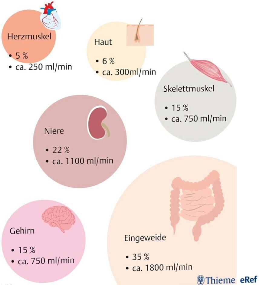 Ruhedurchblutung der Organe Die Prozentwerte geben an, welchen Anteil des Herzzeitvolumens das jeweilige Organ in Ruhe erhält Jedes Organ