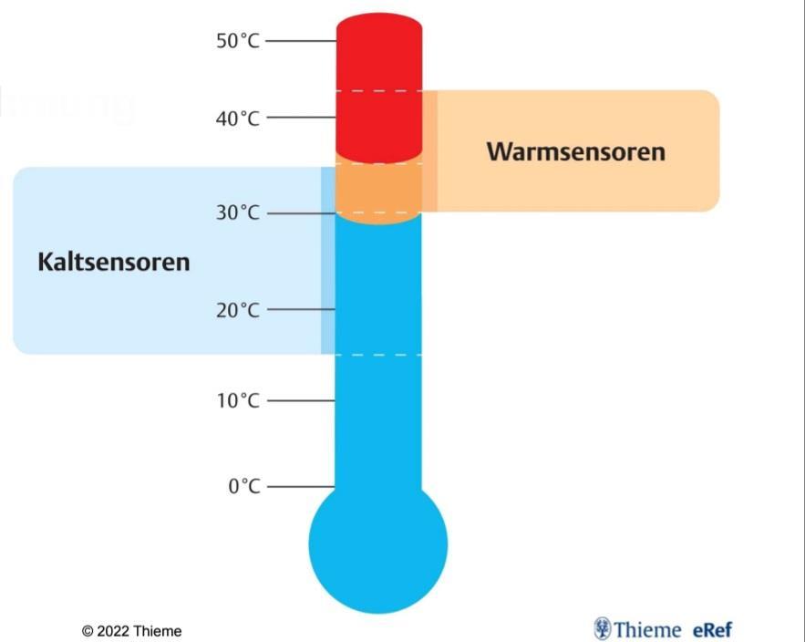 Kälte- und Wärmewahrnehmung Die Thermorezeption erfolgt über Kalt- bzw.
