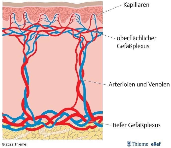 Gefäßversorgung der Haut Man unterscheidet ein tief gelegenes Gefäßnetz (Plexus profundus) und ein Gefäßnetz, das