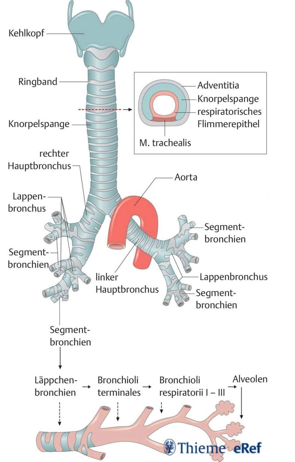 Aufzweigung des Bronchialbaums Die Luftröhre teilt sich in 2 Hauptbronchien Der rechte Hauptbronchus verzweigt sich erst in 3 Lappenbronchien, die sich in insgesamt 10 Segmentbronchien aufteilen