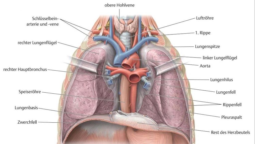 Lunge und Pleura Blick in den Brustkorb: Rippen, Schlüsselbein und Herz sind entfernt, die beiden Lungenflügel werden mit Haken etwas zur Seite gehalten.
