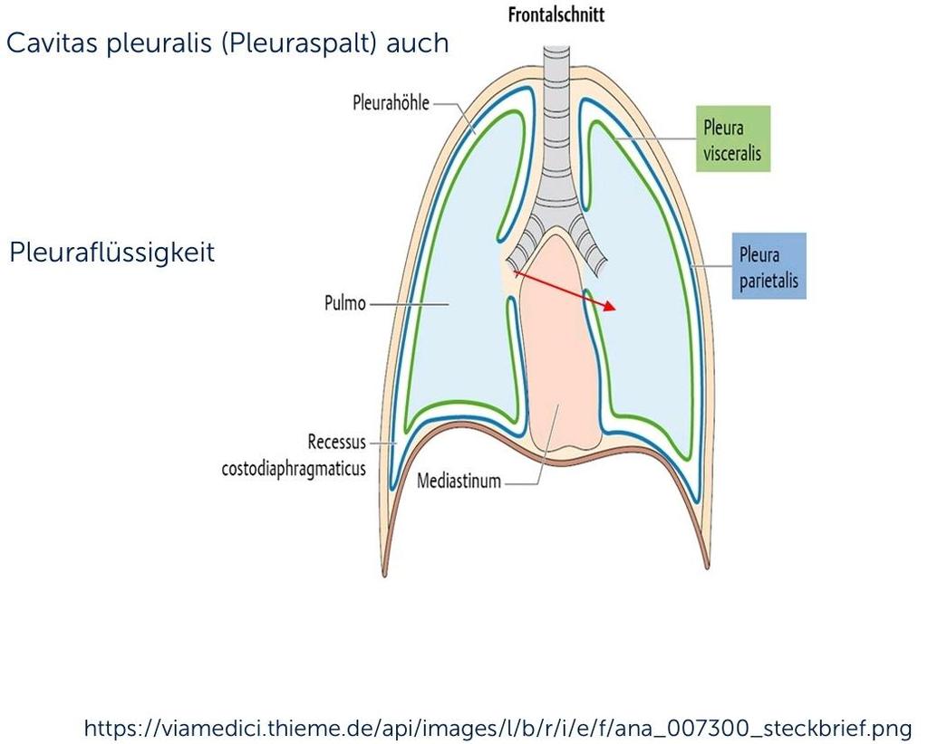 Pleura Lungenfell (Pleura visceralis): Linke Lunge Rechte Lunge Rippenfell (Pleura parietalis): Brustwand