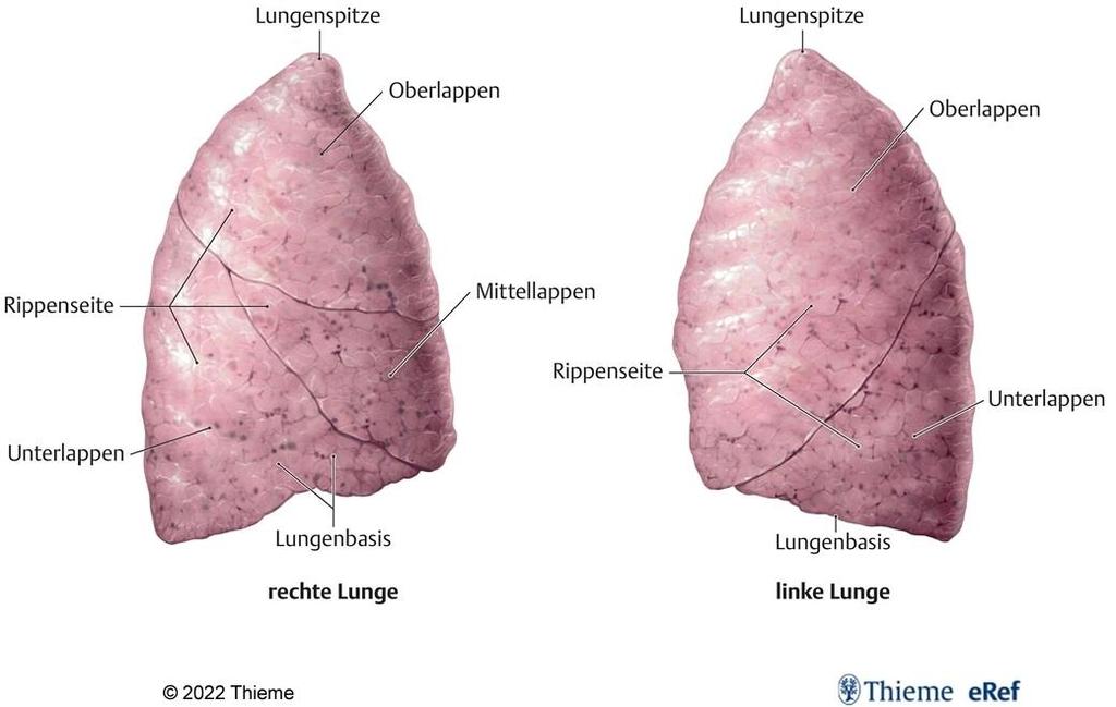 Rechter und linker Lungenflügel Rippenseite der rechte Lungenflügel wird in