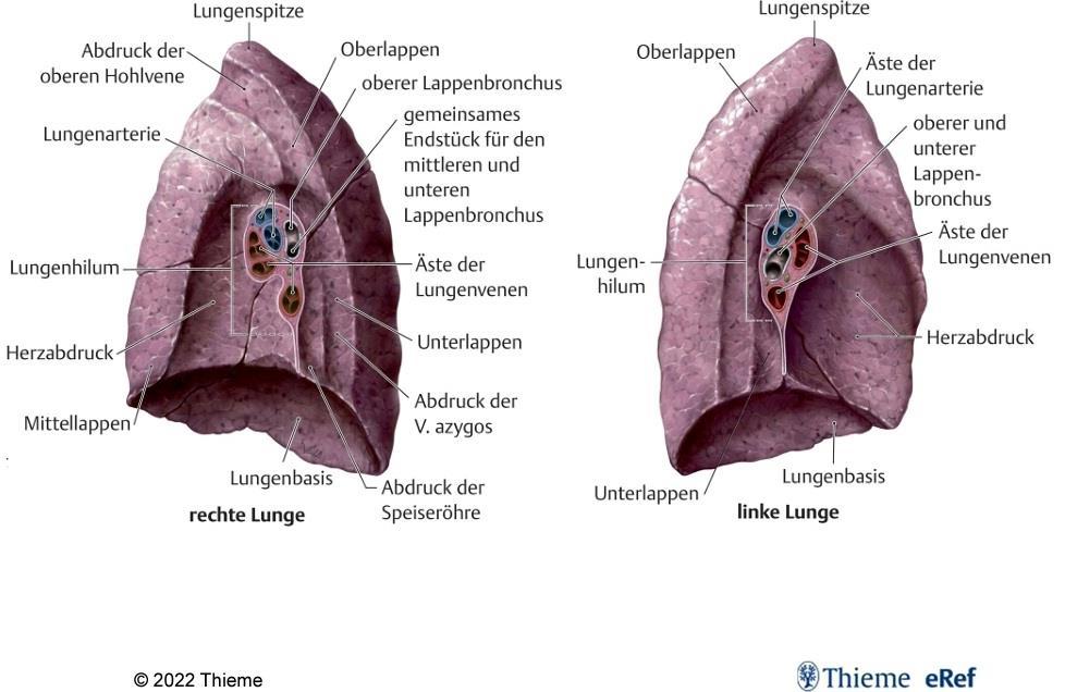 Rechter und linker Lungenflügel Mittelfellseite Auch auf der Innenfläche der Lungenflügel ist die Einteilung in