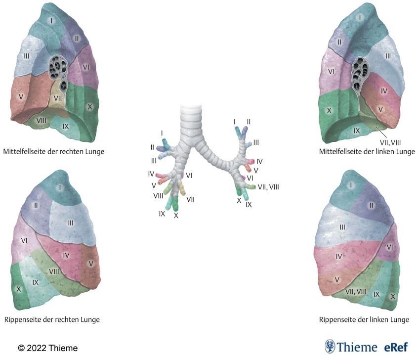 Lungensegmente Jeder Segmentbronchus versorgt ein Lungensegment Der