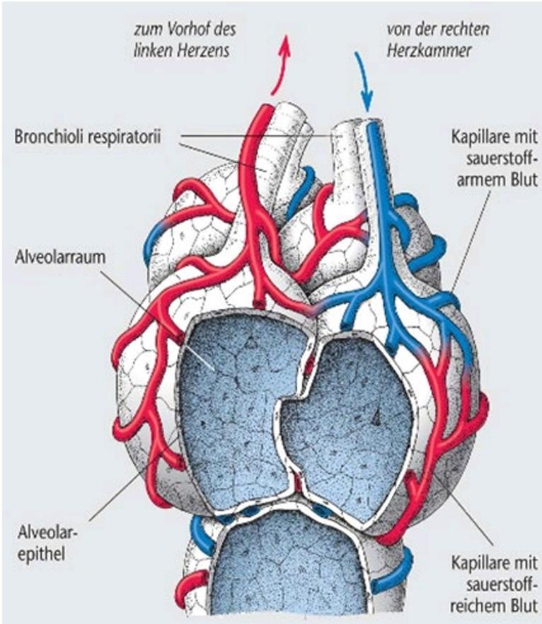 Alveolen Vergrößerung der Kontaktfläche (ca.