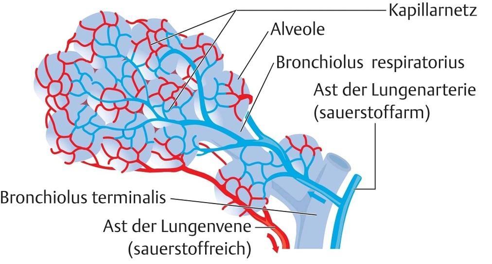 Alveolengruppe Die Lungenbläschen sind von einemdichten Kapillarnetz umgeben Sie gruppieren sich um die Alveolargänge, die auf dem Bildnichtsichtbarsind, da sie