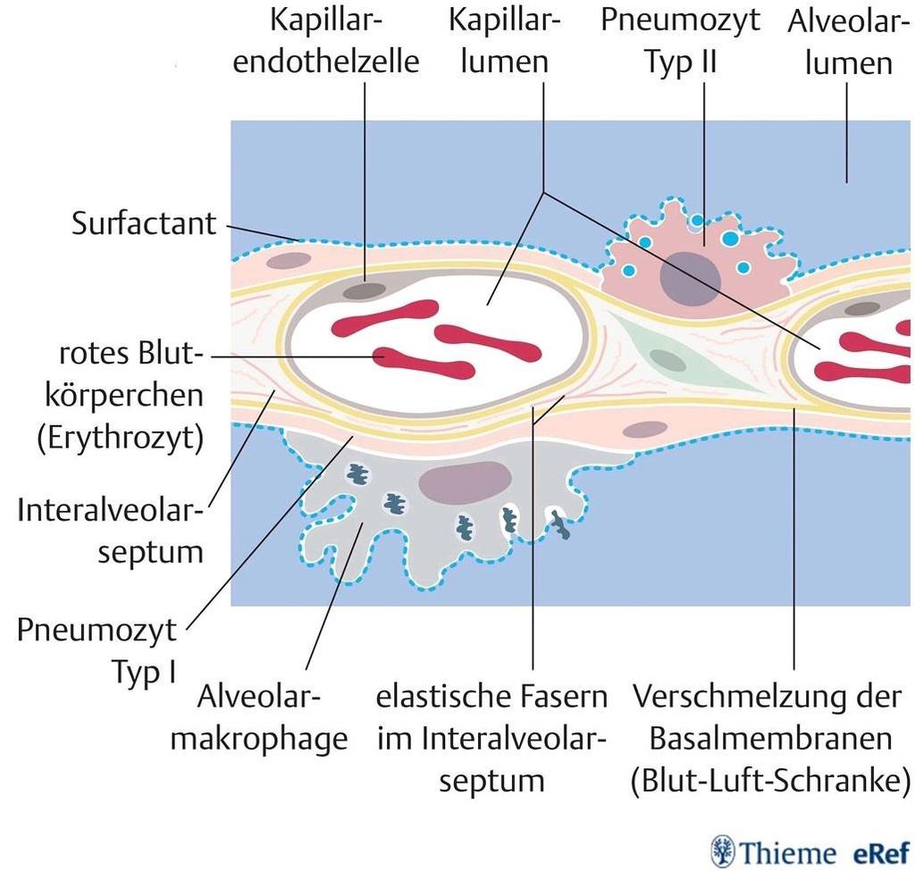 Aufbau der Alveolenwand Querschnitt durch 2 Alveolen und das dazwischenliegende Lungeninterstitium mit Interalveolarsepten und Kapillaren Die Basalmembranen (gelb) der Pneumozyten vom Typ I und der