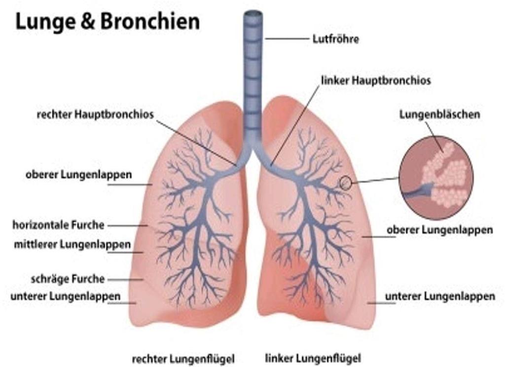 Aufbau der Lunge und Lungenkreislauf Einteilung: li. 2 Lungenlappen und 9 Lungensegmente re.