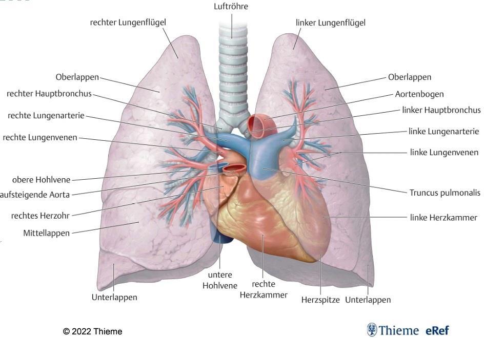 Lungenkreislauf Lungengefäße und Bronchialbaum im Überblick Gezeigt sind die Arterien