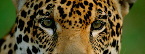 Anthony B. Rath / WWF-Canon Zusammenleben Jaguare sind Einzelgänger. Nur während der Paarungszeit sieht man Männchen und Weibchen während längerer Zeit zusammen.