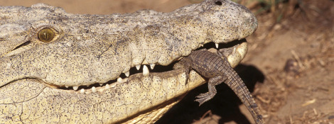Martin Harvey / WWF-Canon Zusammenleben In der Regel sind Krokodile Einzelgänger. Manche Arten leben in Gruppen, die eine strenge soziale Rangordnung haben.