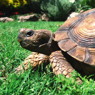 Schildkröten Tipps vom Profi für
