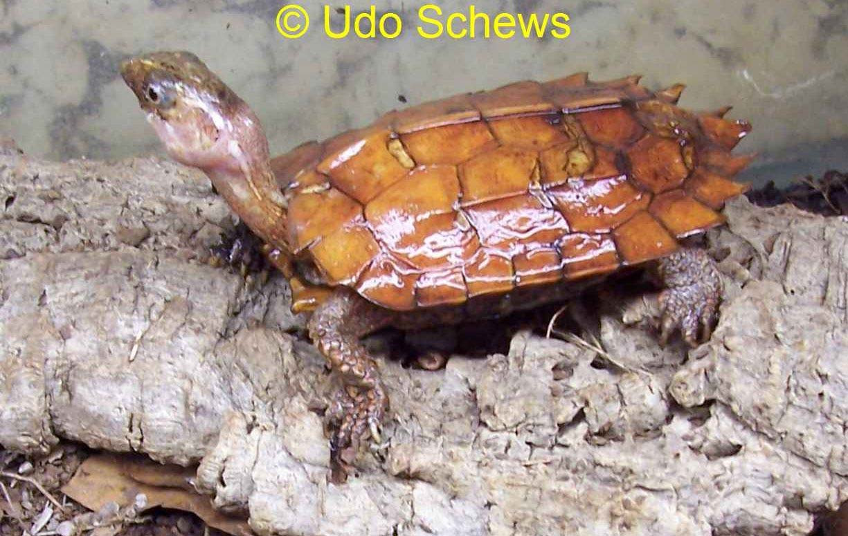 Zacken-Erdschildkröte: Geoemyda spengleri von Udo Schews Seit mehreren Jahren halte ich Zacken-Erdschildkröten, die zur Familie der Sumpfschildkröten zählen.