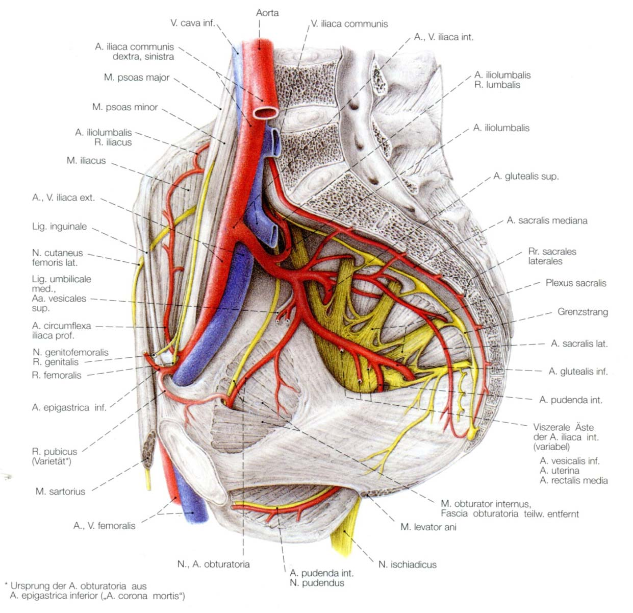Arterien aus: Benninghoff "Anatomie" 4 Der Anfang der arteriellen