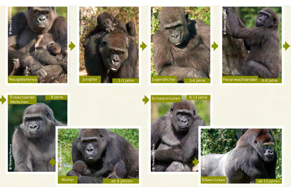 brauchen zum Überleben: einzeln stehende hohe Bäume q intakte Wälder q Palmöl Plantagen q fruchtbare Felder q 10 Gorillas sind nicht gefährdet q stark gefährdet q vom Aussterben bedroht q Gorillas