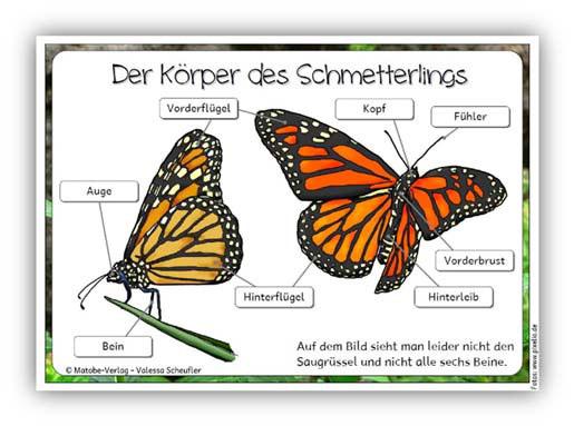 Hinweise zum Material: entdecken - staunen - lernen Schmetterlinge Das Material zum Thema Schmetterling