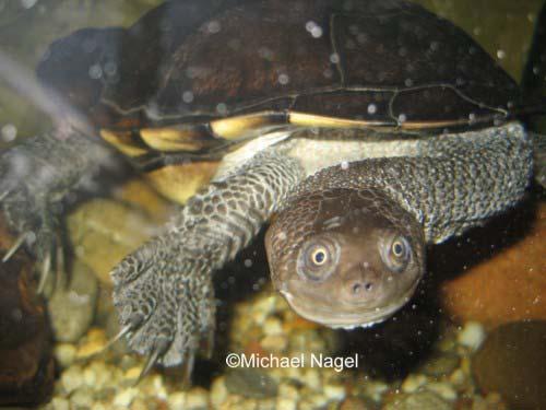 Gewöhnliche Schlangenhalsschildkröte (Australische Schlangenhalsschildkröte): Chelodina longicollis von Michael Nagel Diese Art wurde bis Anfang der 1960er Jahre relativ regelmäßig importiert.