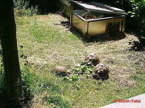 Pantherschildkröten: Geochelone pardalis von Martin Fahz Diese Art wird gelegentlich importiert und wird auch seit einigen Jahren regelmäßig nachgezüchtet.