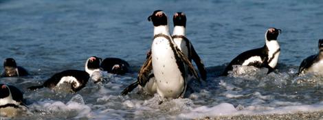 Das Schmelzen des Eises beeinflusst zudem die Menge an Krill im Ozean. Da diese Kleinkrebstierchen eine wichtige Nahrungsquelle für Pinguine sind, kann dies schlimme Folgen haben.