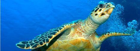 Jürgen Freund / WWF-Canon Zusammenleben Meeresschildkröten sind Einzelgänger, aber alle zwei Jahre kehren sie für die Paarung an ihren Heimatstrand zurück.