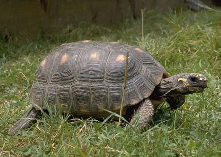 2: Köhlerschildkröten sind neugierige Tiere. Abb.