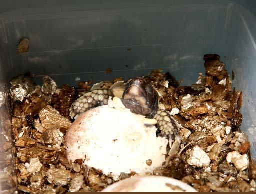 Nach dem Aufbrechen des Eies bis zum Schlupf verbrachten die Jungtiere zwei Tage im offenen Ei.