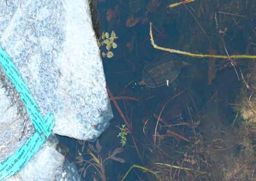 Mauremys sinensis schwimmt unter der Noppenfolie, trotz 8 Grad Lufttemperatur.