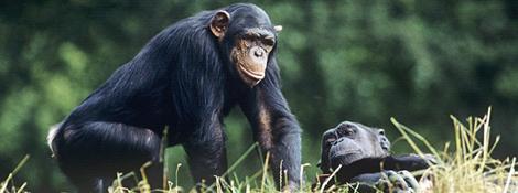 Martin Harvey / WWF-Canon Zusammenleben Schimpansen leben in Gruppen zusammen. Die Zusammensetzung der Gruppen ändert sich ständig, sie wird aber immer von einem älteren Männchen angeführt.