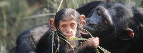 David Lawson / WWF-UK Nachwuchs Die Tragzeit dauert bei Schimpansenweibchen etwa siebeneinhalb Monate. Danach bringen die Weibchen meist ein Junges zur Welt. Zwillinge sind eher selten.