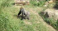 Hüpfdiktat 5 - Frühling 1 die weiblichen tiere A B C D E F G affen abholzung die großen gorillas und junge pflanzentriebe 2 sie lieben kräftige beine dieser familie kann bis zu der menschenaffen und