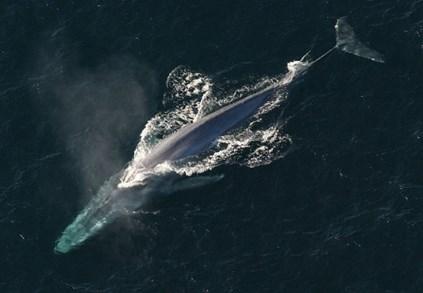 Der Blauwal vo n: Wi lli Klasse 2 Foto: NOAA Photo Library-anim1754 Der Blauwal gehört zu den größten Tierarten auf der Erde. Im 20. Jahrhundert wurden sie gejagt und waren fast ausgestorben.