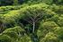 Tropenwaldländer in Südamerika