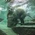 Das Schwimmverhalten der Humboldtpinguine im Zoo Zürich in Abhängigkeit von äusseren Einflussfaktoren