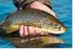 Seite 8 : Viele Fischarten sind in der Lage, sich an Wasserhärtegrade von 2 dgh bis 20 dgh anzupassen.