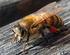 Methoden: Körperbau einer Honigbiene erkunden