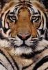 NATUREPL.COM / ANDREW PARKINSON / WWF-CANON DER TIGER