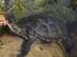 Haltung und Zucht südostasiatischer Sumpfschildkröten. am Beispiel von. Mauremys, Cuora und Pyxidea