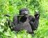 Erhaltung der Primaten im Cross-Sanaga Regenwald; Rettung der Natur in Kamerun und Nigeria.
