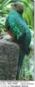 Europäische Erstzucht des Goldkopf-Quetzals im Weltvogelpark Walsrode