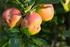 Die Apfelsägewespe (Hoplocampa Testudenia)