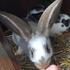 Kaninchen / Hase. Das Kaninchen will kein Hase sein! Überblick. Zähne. Ein Appell für die artgerechte Haltung von Kleinsäugern.
