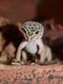 Der Leopardgecko Eublepharis macularius Anfängertier und Liebling der Profis