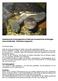 Gewöhnliche Schlangenhalsschildkröte (Australische Schlangenhalsschildkröte):