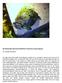Die Rotwangen-Schmuckschildkröte (Trachemys scripta elegans) von Claudia Pietschker