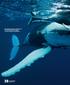 Eine Buckelwalmutter schwimmt mit ihrem Kalb im Walschutzgebiet vor der tropischen Insel Moorea. verstehen