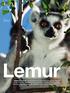 Lemur. Fotopraxis Aufgabe & Lösung