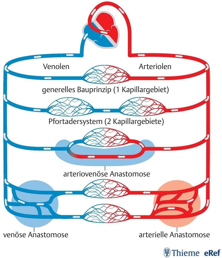 Kapillargebiete und Anastomosen Die Arteriolen verzweigen sich in zahlreiche kleine Äste, die sich dann wieder zu Venolen vereinen Am so entstehenden Kapillarnetz findet der Austausch von Atemgasen
